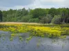 Sologne - Pond salpicada de flores amarillas y árboles