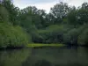 Sologne - Los árboles en el borde de un estanque