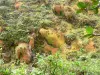 Soufrière - Vegetatie op de hellingen van de vulkaan ; in het Nationaal Park van Guadeloupe, op het eiland Basse - Terre