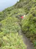 Soufrière - Chemin des Dames bekleed met vegetatie, spoor dat naar de top van de vulkaan ; in het Nationaal Park van Guadeloupe