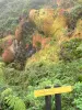 Soufrière - Landslide Faujas