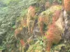 Soufrière - Vegetatie vulkaan