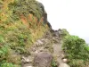Soufrière - Vegetatie langs het pad naar de top van de vulkaan