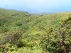 Soufrière - Groene landschap van het Massif de la Soufrière met uitzicht op de kust van Basse - Terre en het Caribisch gebied