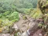 Soufrière - Chemin des Dames bekleed met vegetatie, spoor dat naar de top van de vulkaan