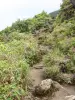 Soufrière - Chemin des Dames, vegetatie omzoomde pad leidt naar de top van de vulkaan