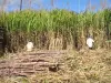 Sugar cane