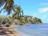 Tartane - Caravelle peninsula: coconut trees at the edge of the Atlantic Ocean and houses of the tip Bibi