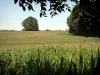 La Tégéval - Paysage le long de la coulée verte