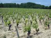 Touraine vineyards