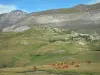 Troumouse cirque - Herd of cows, pastures, trail leading to the viewpoint of the Virgin statue, and mountains of the cirque shaped like a natural wall in the background; in the Pyrenees National Park