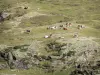 Troumouse cirque - Pasture of the cirque with a herd of cows; in the Pyrenees National Park