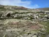 Troumouse cirque - Rocks, wildflowers and grass, in the Pyrenees National Park