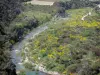 Upper Languedoc Regional Nature Park - River, shrubs, blooming brooms and trees