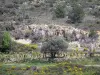 Upper Languedoc Regional Nature Park - Cliff, vineyards, brooms in flowers and trees