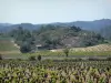 Upper Languedoc Regional Nature Park - Vineyards and small hut