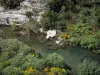 Upper Languedoc Regional Nature Park - River lined with shrubs, blooming brooms