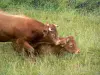 Vaca limousine - Limousin vacas en un prado