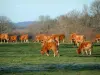 Vaca limousine - Multitud de las limusinas en un prado con árboles