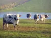 Vaca normanda - Vacas de Normandía en un pastizal