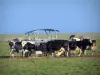 Vaca normanda - Vacas de Normandía en un pastizal