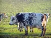 Vaca normanda - Vacas de Normandía en un pastizal