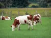 Vache Montbéliarde