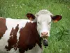 Vache Montbéliarde - Vache munie d'une cloche