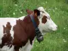 Vache Montbéliarde - Vache munie d'une cloche