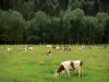 Vache Montbéliarde - Vaches Montbéliardes dans une prairie, forêt en arrière-plan