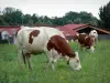 Vache Montbéliarde - Vaches Montbéliardes dans une prairie, ferme en arrière-plan