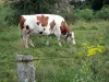 La vache Montbéliarde - Guide gastronomie, vacances & week-end en Auvergne-Rhône-Alpes