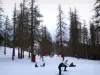 Valberg - Neige, skieurs et arbres