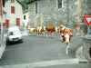 Valle del Aspe - Osse-en-Aspe: rebaño de vacas en el camino, la Iglesia de San Esteban y casas de pueblo