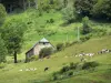 Valle del Jordanne - Parque Natural Regional de los Volcanes de Auvernia: rebaño de vacas en un prado