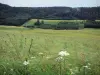 Valle de Mouthe - Las flores silvestres y hierba alta en el primer plano, los prados, los árboles (los árboles) y el bosque en el Parc Naturel Régional du Haut-Jura