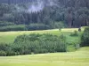 Valle de Mouthe - Meadows, los árboles (los árboles), el bosque en el Parque Natural Regional del Haut-Jura