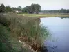 La Vallée lake - Reeds, lake, shores and trees of Orléans forest (forest massif)