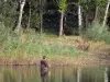 La Vallée lake - Lake, fisherman in the water (fishing), reeds, shore and trees