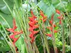 Valombreuse gardens - Red heliconia