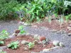 Valombreuse gardens - Medicinal Plants of the magic garden