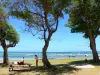 Le Vauclin - Punta Beach Faula árboles de sombra