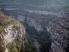 Verdon gorges - Calcareous cliff (rock faces), scrubland and trees (Verdon Regional Nature Park)