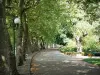 Vichy - Allier parks: avenue lined with trees