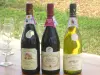 Le vignoble du Haut-Poitou - Guide gastronomie, vacances & week-end dans la Vienne