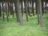 Vimy Canadian memorial - Battlefield and sheeps