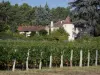 Viñedo de Buzet - Campo de la vid, viña y árboles