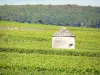 Viñedo de Côte de Beaune