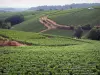 Viñedo de Mâconnais - Viñedos y árboles