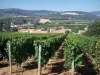 Viñedo de Mâconnais - Viñas en el primer plano, techos de casas, campos y árboles